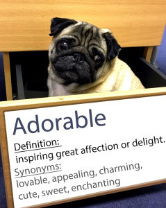 pug-word-of-the-day day 1